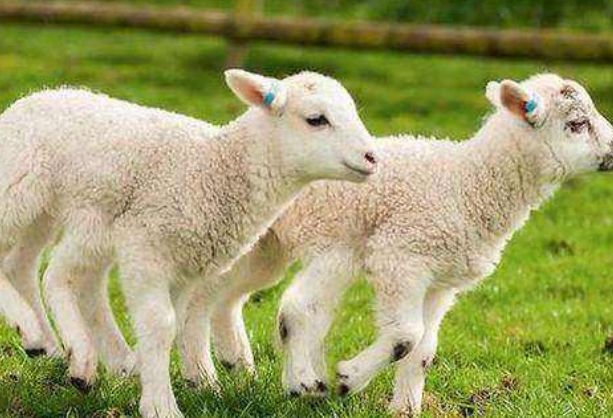 1年农历5月份的羊怎么样，91属羊一生有几次婚姻"
