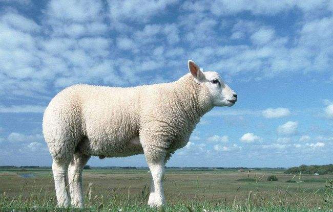 属羊的特征是什么，生肖是羊的人有什么特征