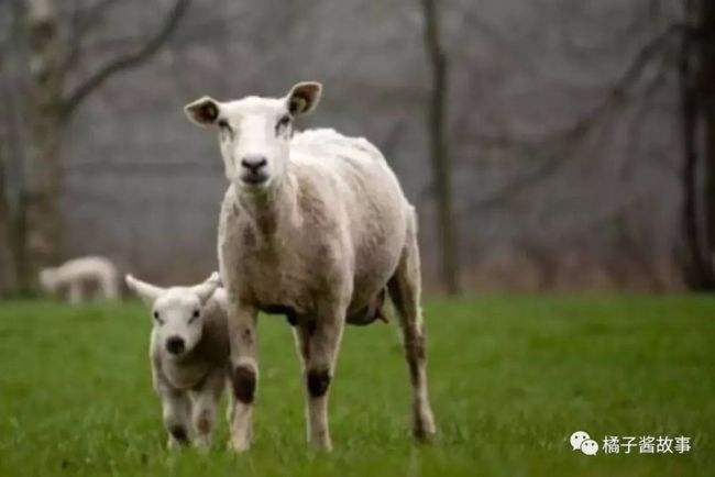 属羊是几年出生的，属羊的是几几年出生的人