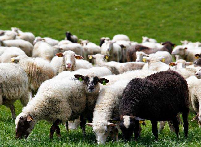 5年羊人2022年运程，属龙人2022年运势运程每月运程"
