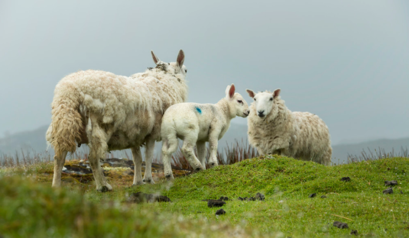 属羊的2022年多大了，属羊人2022年运势运程