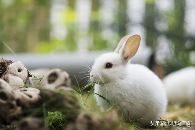 属兔的更大弱点，属兔的大利月