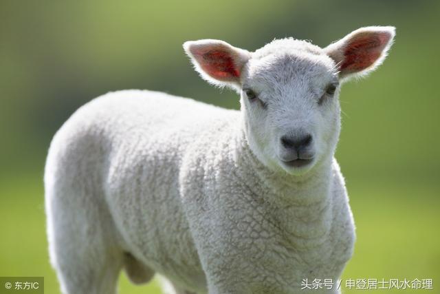 96几年属羊今年虚岁多大，属羊的是哪一年出生的"