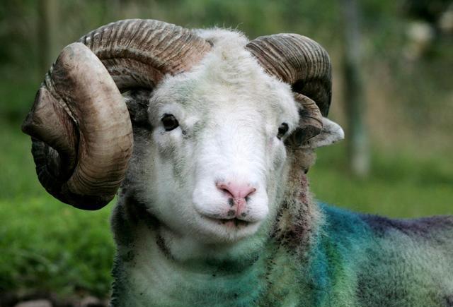 属羊和属什么做生意和财，属羊人2022 年全年运势