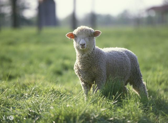 9年的羊今年财运怎么样，67年属羊未来十年运势"