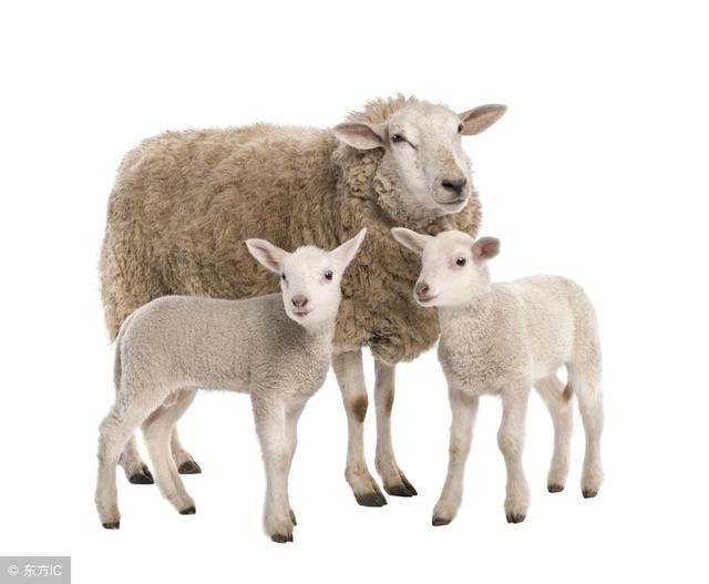 属羊人的克星是什么，属羊一生的贵人和克星