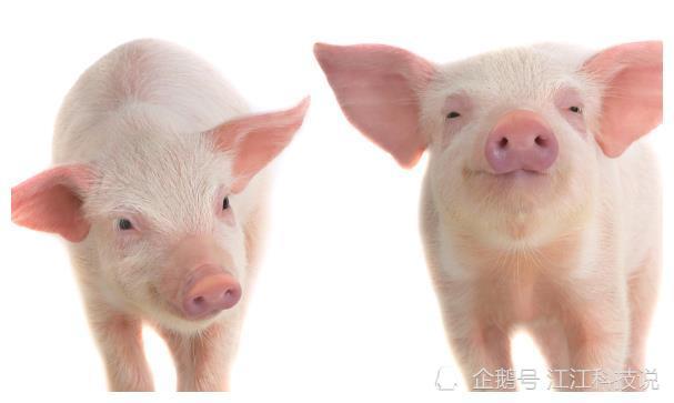 属猪的今年有多少岁，属猪的2022 年多少岁
