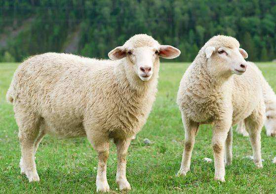 五十多岁属羊是哪年，属羊的出生年月和年龄