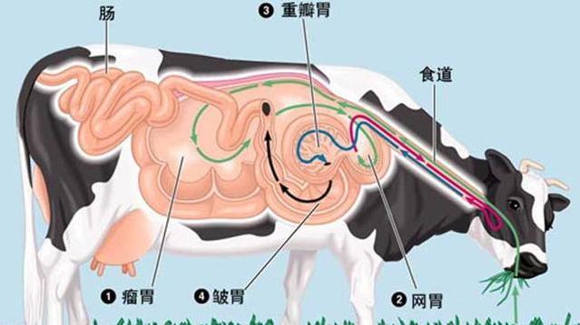 属羊人生了牛宝宝如何化解，牛宝宝取名大全2022 款