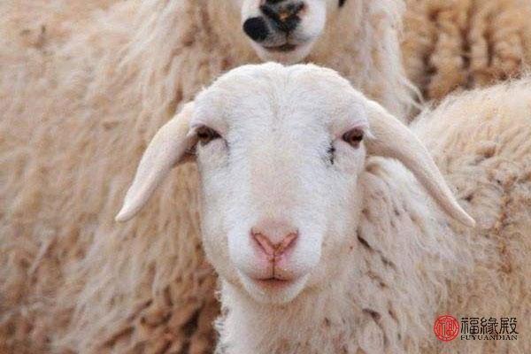 今年属羊的婚姻状况如何，属羊人注定要单身吗