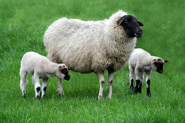 新手养羊是买羊羔还是买成羊，羊大便成坨型怎么回事
