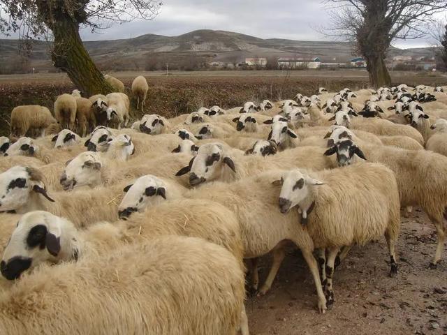 写给养羊人的打油诗，农民放羊诗人的诗欣赏