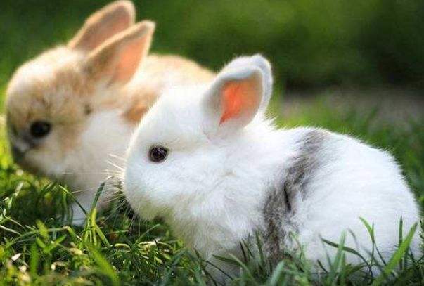 属兔的和什么属相最般配，属兔的和什么属相合得来