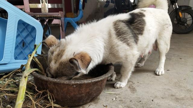 猪和狗在一起对谁不利，生肖狗命中有两大贵人