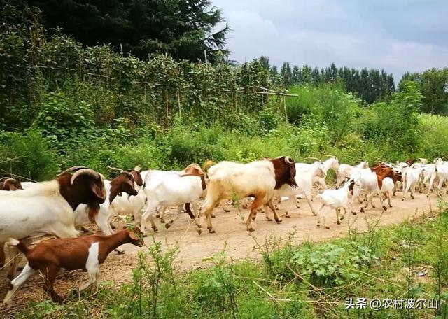 羊和羊生什么宝宝更好，虎年出生的宝宝起名