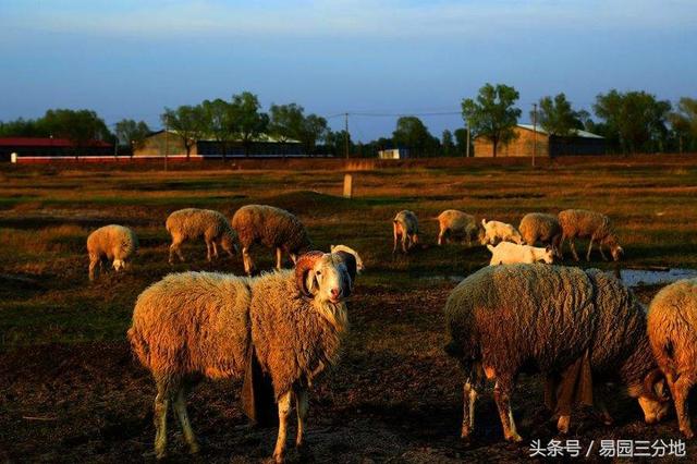 9年属羊人牛年运势，79年属羊人2022