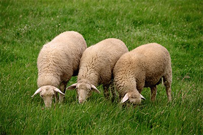 属羊人2022年的全年运势，属羊2022 年运势及运程每月运程