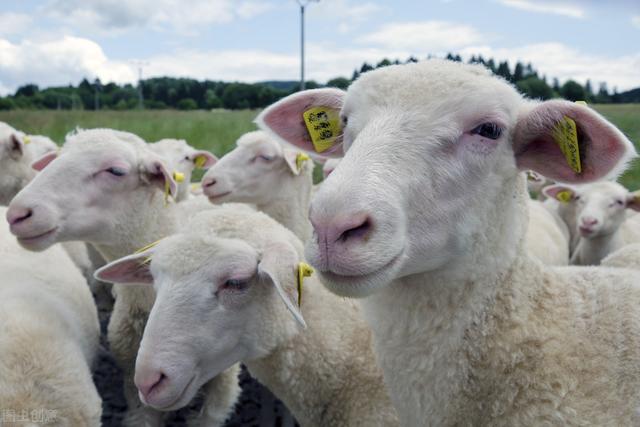 新手养羊是买羊羔还是买成羊，羊大便成坨型怎么回事