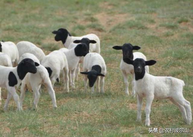 羊和羊生什么宝宝更好，虎年出生的宝宝起名