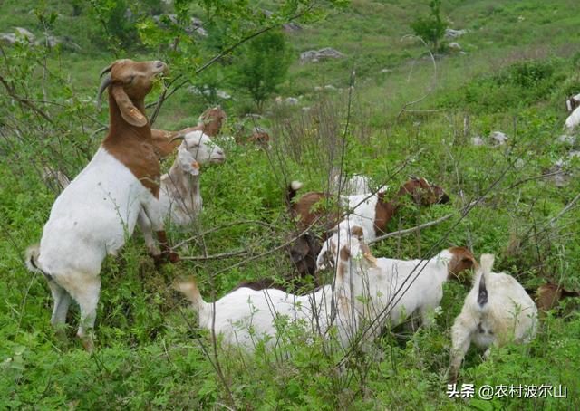 羊和羊生什么宝宝更好，虎年出生的宝宝起名