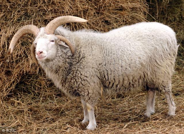979属羊的寿命有多长，1979属相"