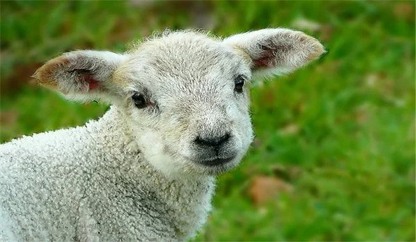 1年属羊是什么命女孩，1991年出生的女是什么命"