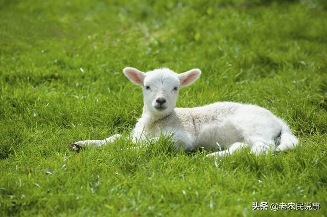 属羊的人怕什么生肖，属羊人命相大解析