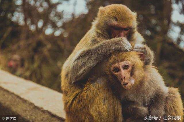 让属蛇人更爱你的秘诀，属蛇男不主动