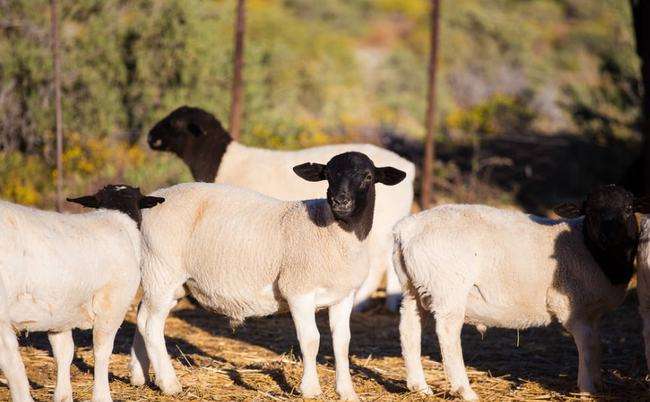 属羊的今年多少岁了2022，79年属羊2022年每月运势