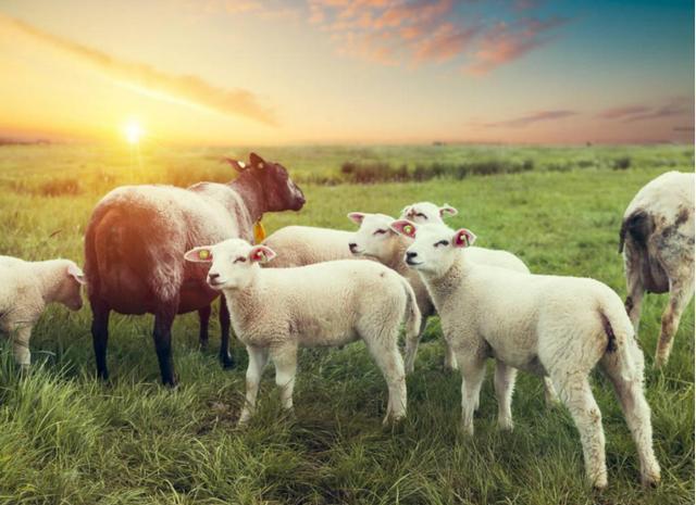 山羊象征的是什么，羊摆件的寓意和象征