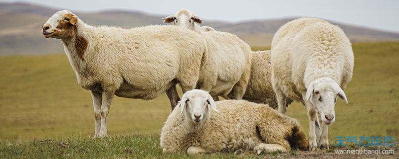 属羊跟属羊的人相配吗，属羊的人和属鸡的人相配吗