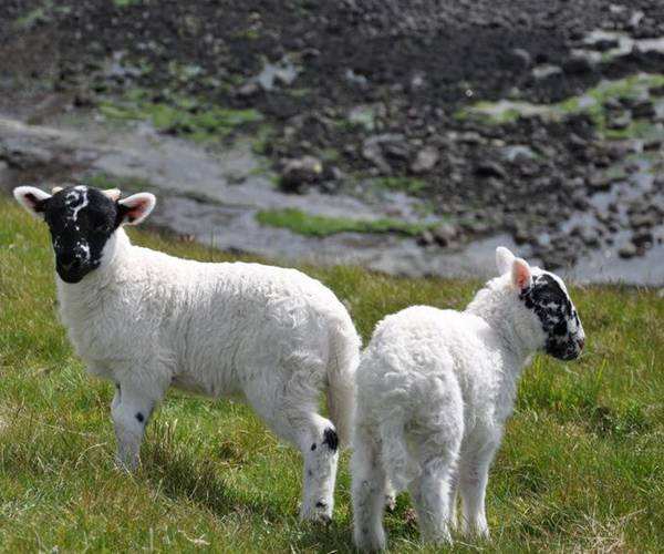 属羊农历几月出生命更好，67年属羊54岁命中注定