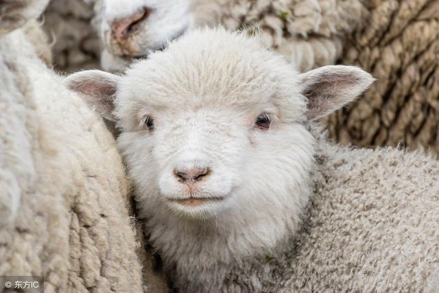 属羊人的坎在哪一年，1943年出生的羊寿命多长男