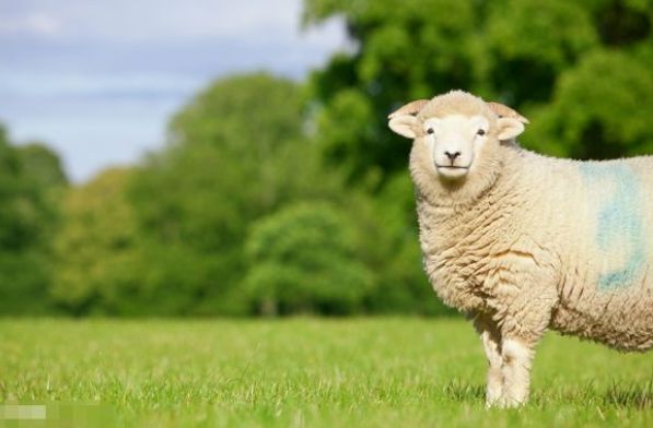八月属羊的命运怎么样，67年属羊人2022 年命运