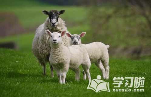 属羊的六十多岁今年多大了，属羊今年多大岁数2022 年