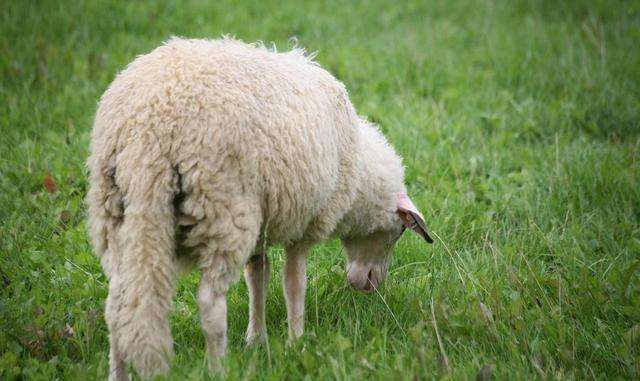 6岁的羊是什么命，66岁属羊的今年运势"