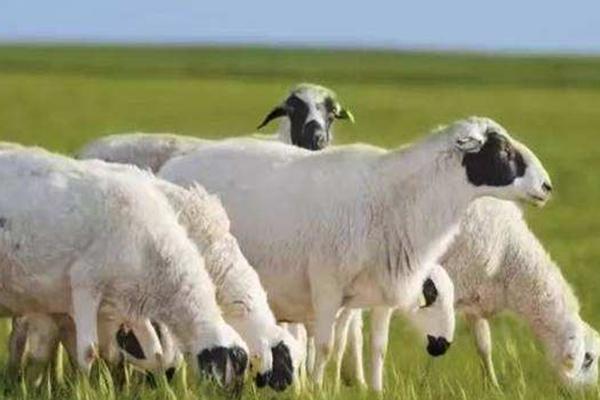 979年属羊的什么时候能发财，属羊人只要过了四十"