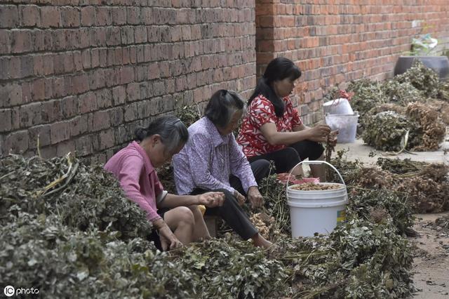 鸡猴不到头我爸妈就是，属鸡人一生最克谁