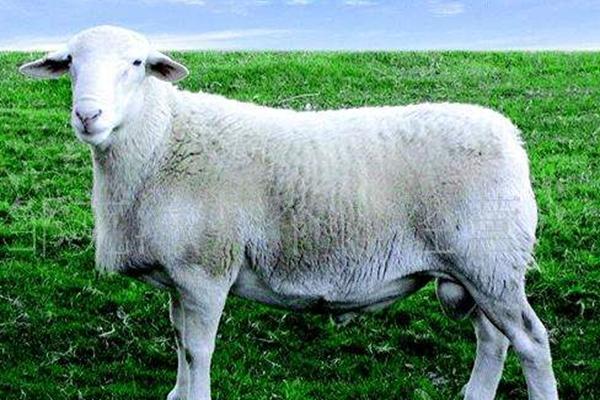 979年属羊的什么时候能发财，属羊人只要过了四十"