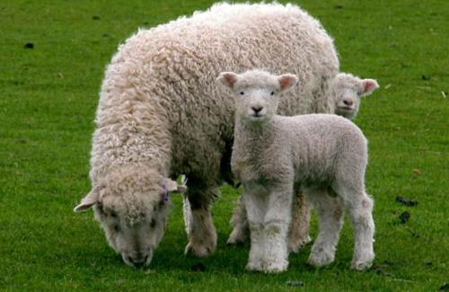 属羊的宝宝几月出生好，属鼠的宝宝几月出生更好