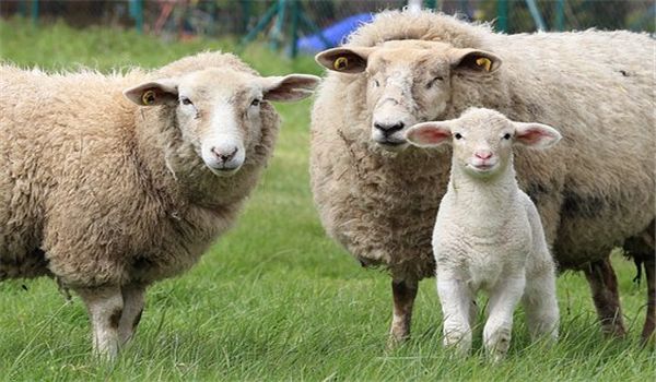 1年属羊生兔宝宝好吗，1991年属羊有几个孩子"