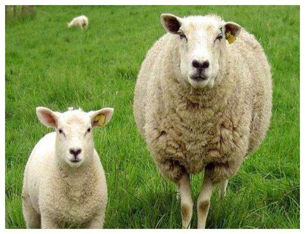属羊哪天出生更好命，羊命几月最苦