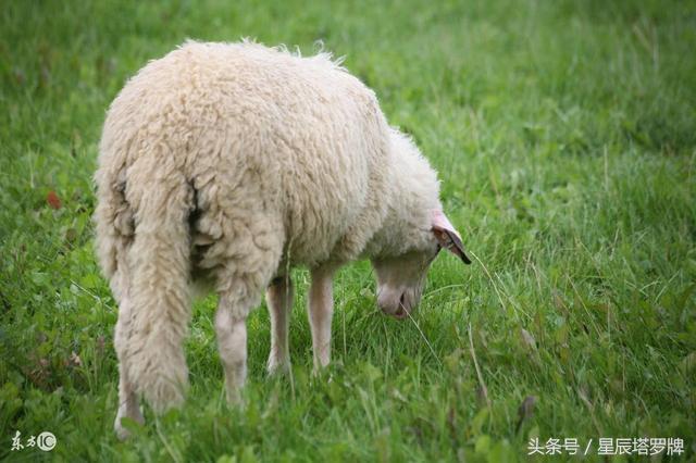 羊太太马先生生什么宝宝，羊和马生什么宝宝好