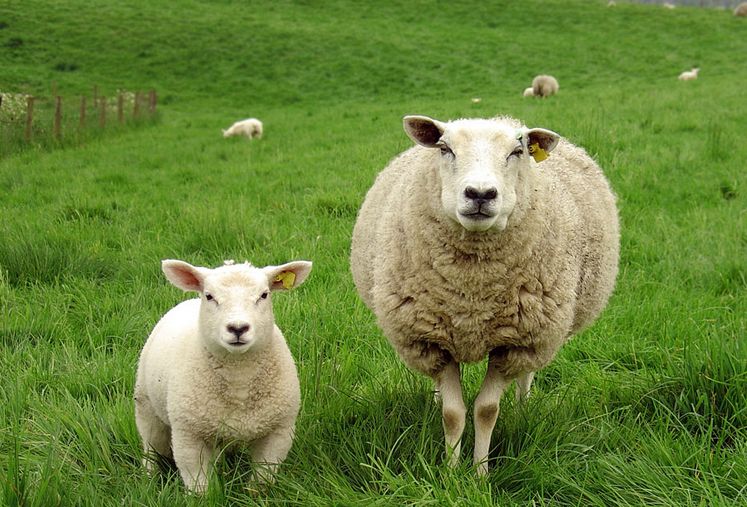 属羊人哪天出生更好，1967年属羊人2022 年运程