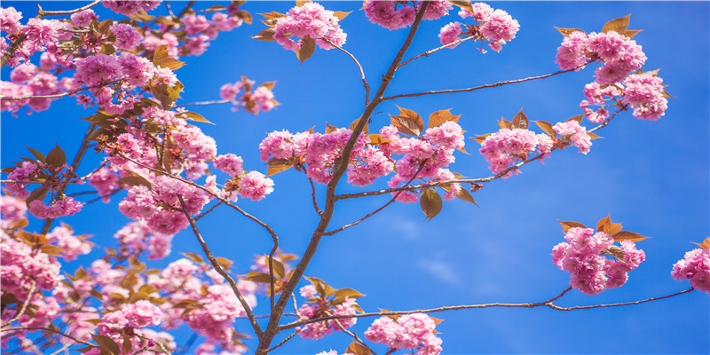 生肖属猴的人不同年份的属猴人不一样的运气！