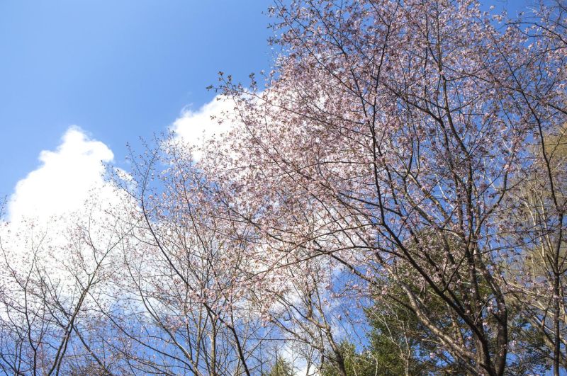 院子里种什么树风水好又旺财 最吉祥的八种风水树排行