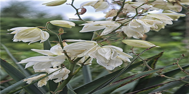 虎年壁纸头像来啦，祝您虎运当头