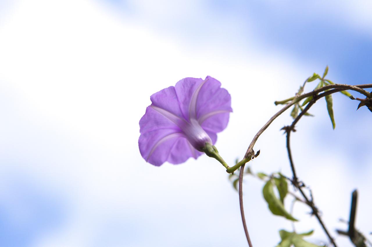 属虎人命里最苦的出生月份 属虎命最差农历月份