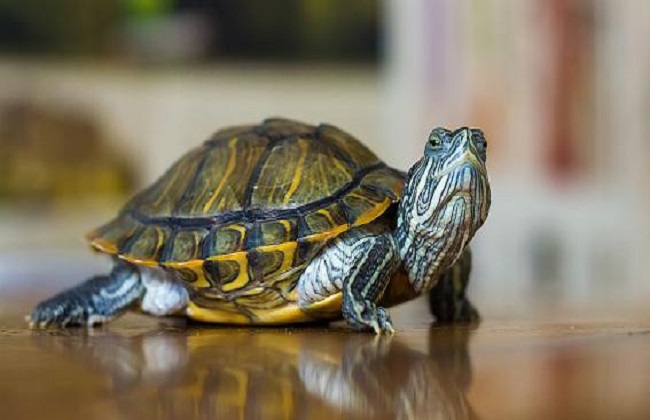 4、家庭养乌龟禁忌养龟穷三代:养龟的风水禁忌？