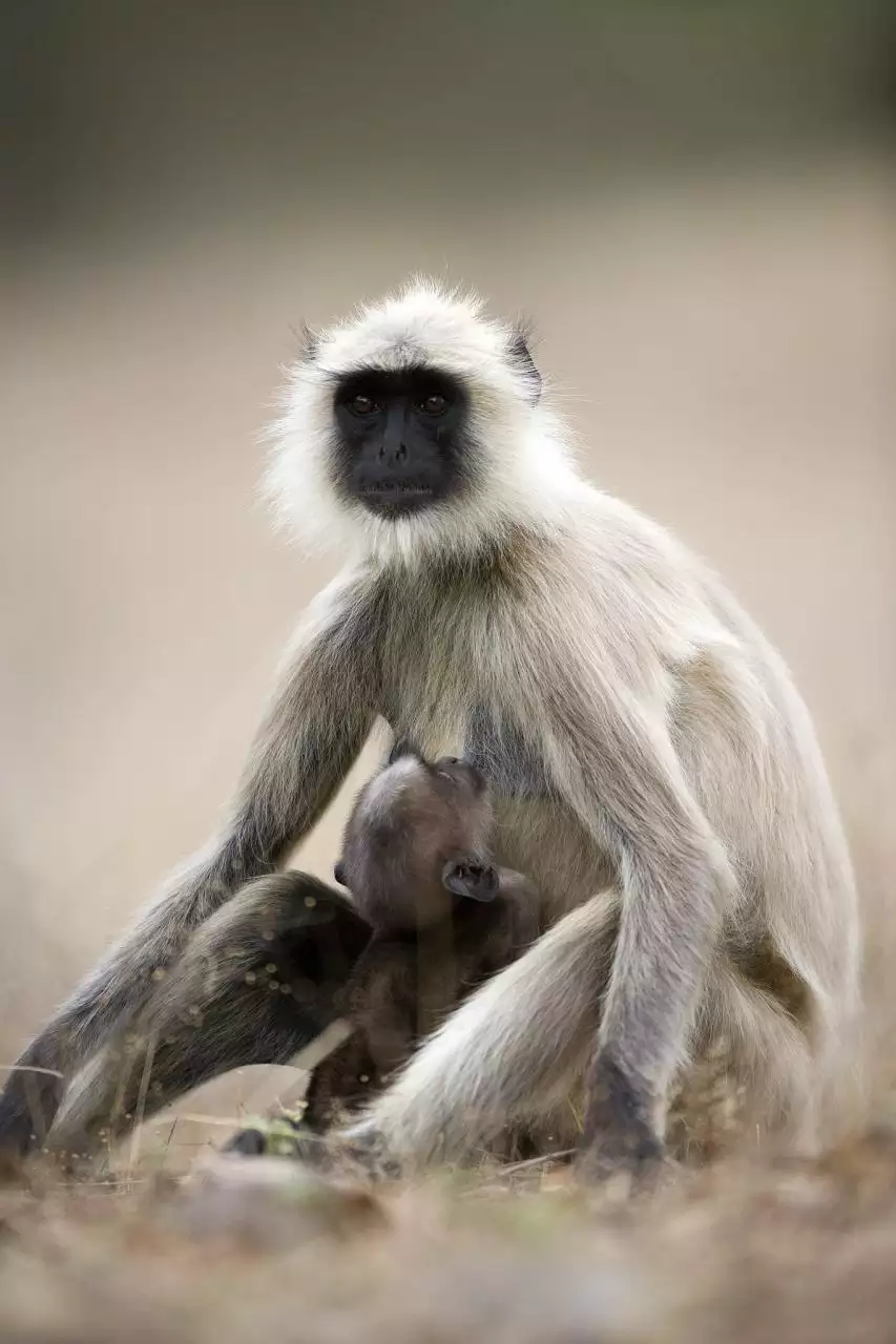 属猴女1980后半生的命运 属猴人的终生寿命